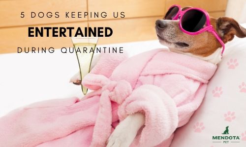 are dogs quarantined when entering the us