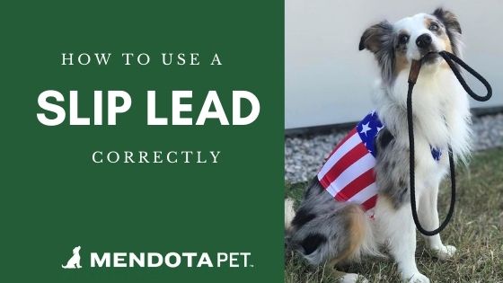 How to Use a Slip Leash Correctly – Mendota Pet