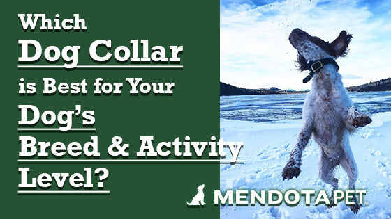 Which Dog Collar is Best for Your Dog’s Breed and Activity Level?