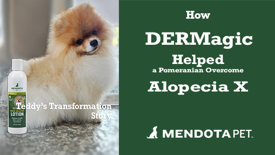 Teddy's Transformation: How DERMagic Helped a Pomeranian Overcome Alopecia X