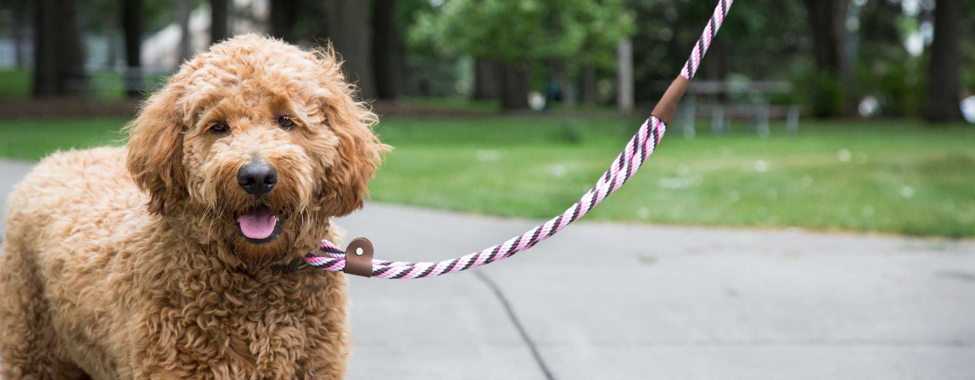 Mendota leashes sale